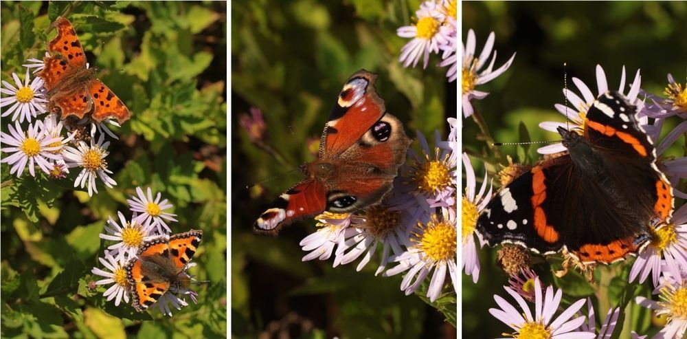 Vlinders op herfstaster: v.l.n.r. gehakkelde aurelia en kleine vos, dagpauwoog en atalanta (foto’s: Kars Veling)