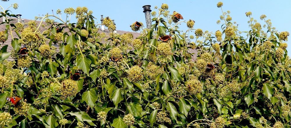 Zoek de zeven atalanta’s, een dagpauwoog en een kleine vos (foto: Kars Veling)