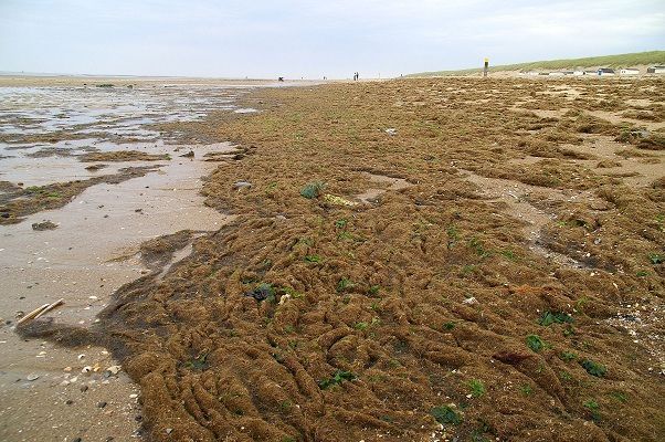 Een uitgebreide vloedmerk vol leven (foto: Gerhard Cadée)