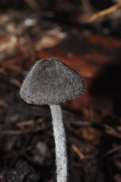 Bellargie verraste opnieuw met de Vloksteelsatijnzwam (foto: Chris Bruggeman)