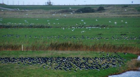 Tijdens het hoge water zochten veel vogels een plekje binnendijks (foto: Sytske Dijksen)