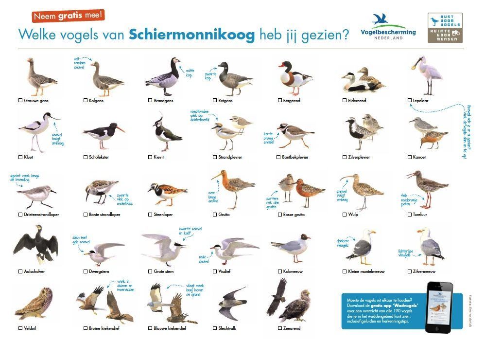 Met de gratis vogelherkenningskaarten herken je snel de meest voorkomende vogels in het waddengebied (herkenningskaart: Vogelbescherming Nederland) 