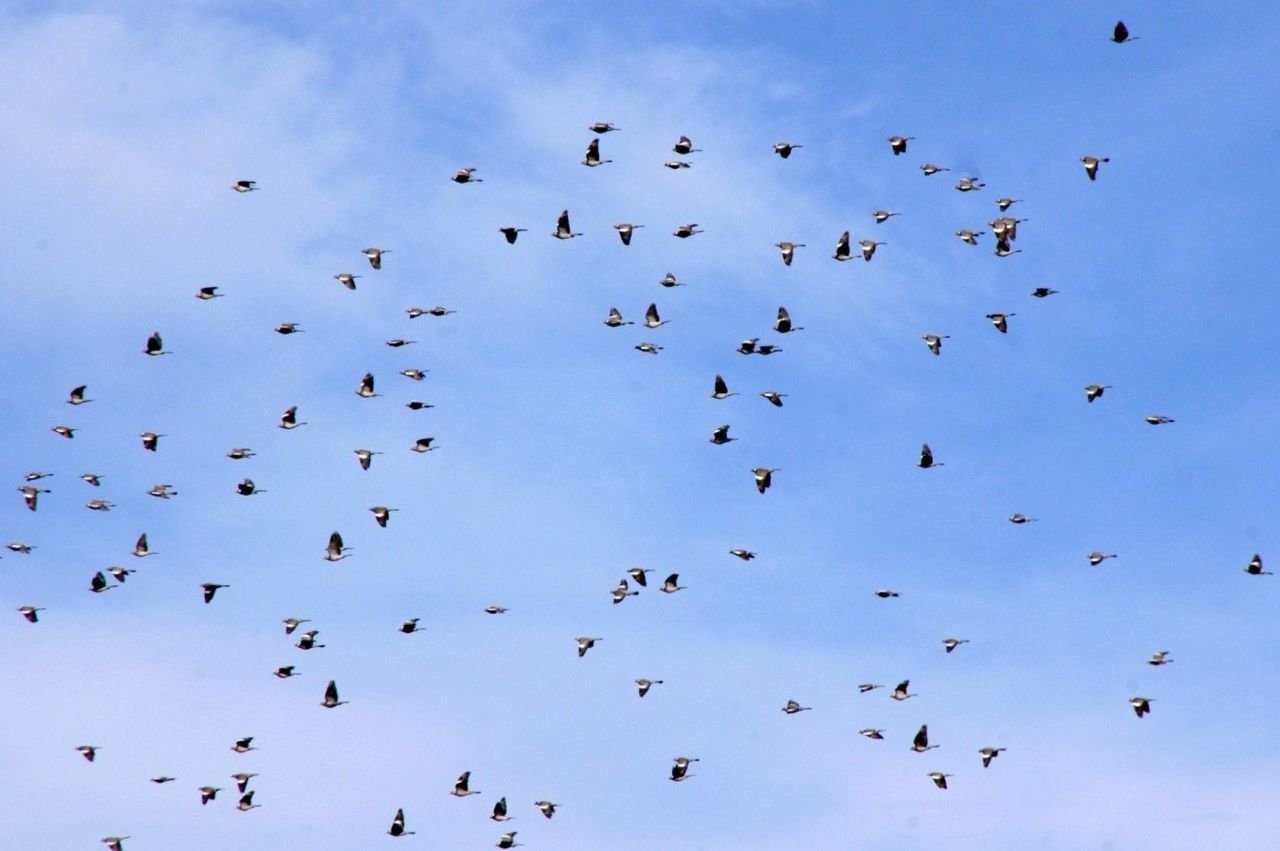 Houtduiven trokken volgens het klassiek patroon vooral in het oosten van het land massaal door. (foto: Anna Hellings)