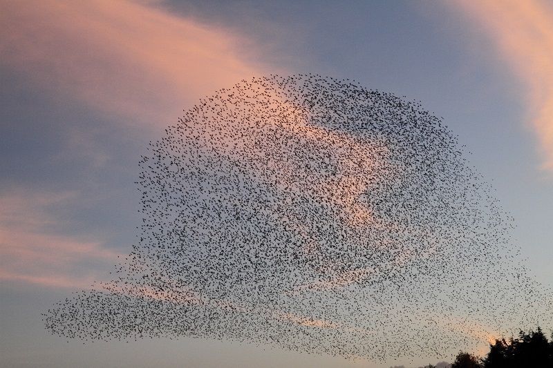 Een computerprogramma telde het aantal spreeuwen op deze foto: minstens 18.800 (foto: Sovon Vogelonderzoek Nederland)