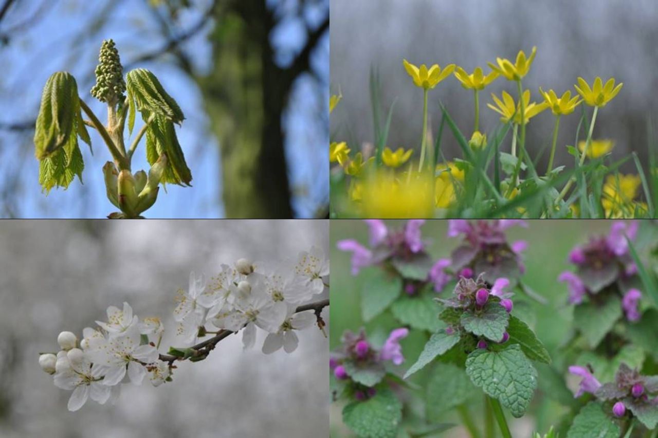 Voorjaarsbloeiers. Boven: paardenkastanje en speenkruid; onder: prunus en paarse dovenetel (foto’s: Wout van der Slikke)