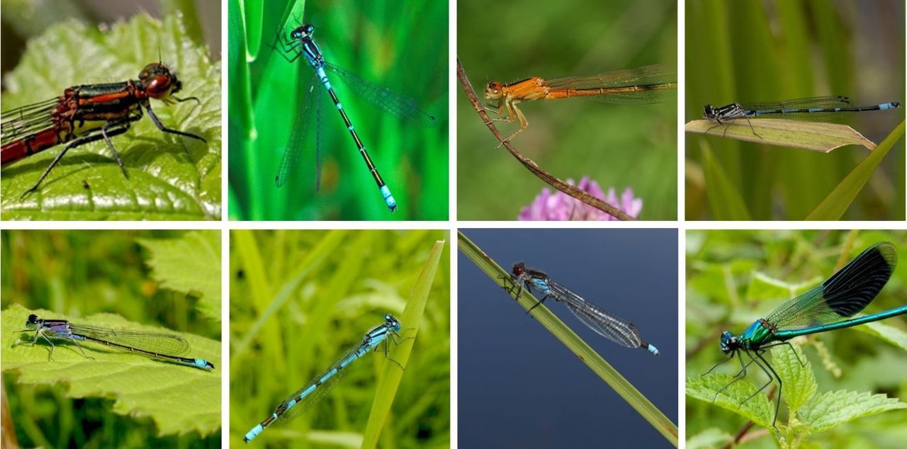 De nu aanwezige voorjaarsjuffers: boven v.l.n.r. vuurjuffer, maanwaterjuffer, tengere grasjuffer & variabele waterjuffer, onder: lantaarntje, watersnuffel, grote roodoogjuffer & weidebeekjuffer (foto’s: Kars Veling)