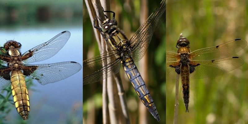 Drie nu goed vliegende libellen: platbuik (jong mannetje of vrouwtje), gewone oeverlibel (jong, net iets blauw bestoven mannetje & viervlek (foto’s: Kars Veling)