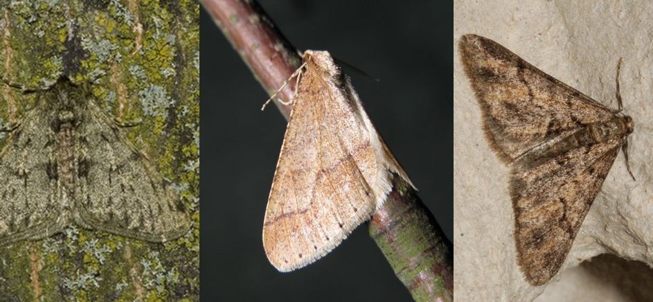 Van links naar rechts: perentak, grote voorjaarsspanner en kleine voorjaarsspanner (foto’s: Marian Schut & Kars Veling)