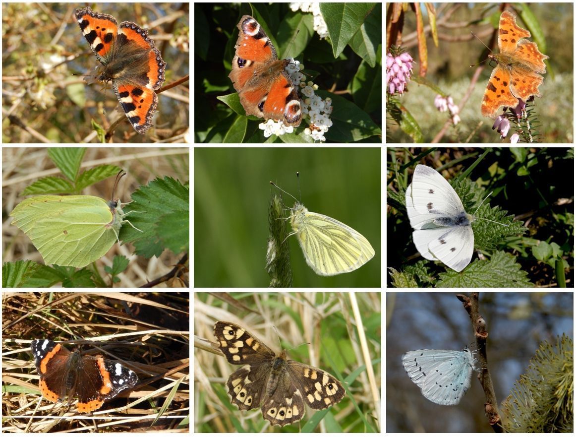 Vlinders die deze pasen in uw tuin te zien zijn: v.l.n.r. Boven: kleine vos, dagpauwoog en gehakkelde aurelia. Midden: citroenvlinder, klein geaderd witje en klein koolwitje. Onder: atalanta, bont zandoogje en boomblauwtje (foto’s: Kars Veling)