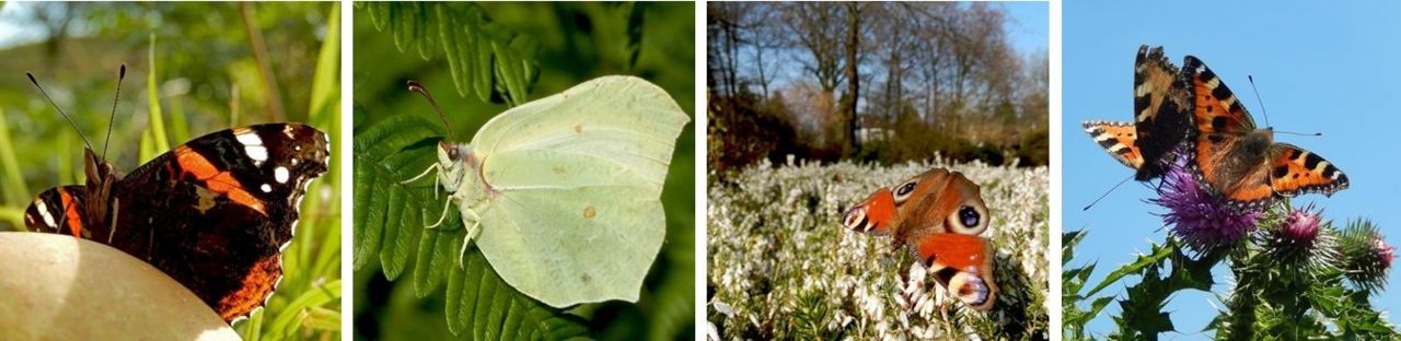 V.l.n.r.: atalanta, citroenvlinder, dagpauwoog en kleine vos (foto’s: Kars Veling)