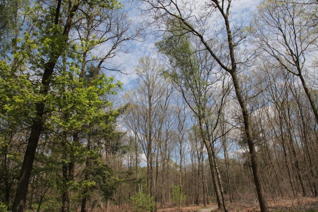 Rupsenplaag in eikenbos op rijke bodem (foto: Arnold van den Burg)