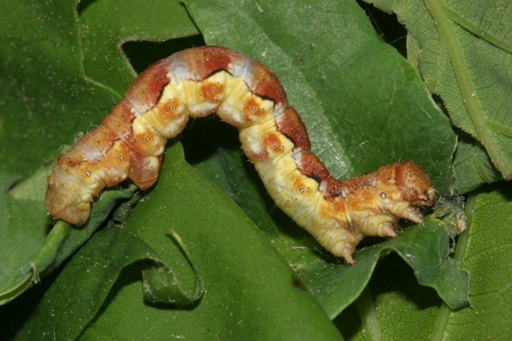 Rups op eikenblad (foto: Arnold van den Burg)