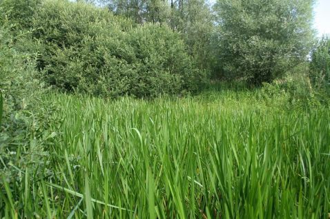 Voortplantingsplas (foto: Kim Huskens)