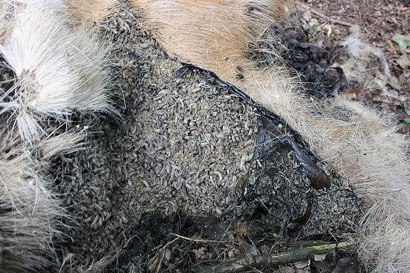 Kadavers zoals van deze dode ree worden door miljoenen insecten en hun larven in korte tijd opgeruimd (foto: Roeland Vermeulen)