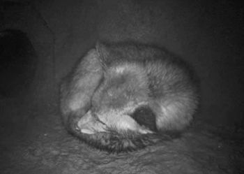 Het vossenmannetje ligt opgerold te slapen (foto: vossenwebcam)