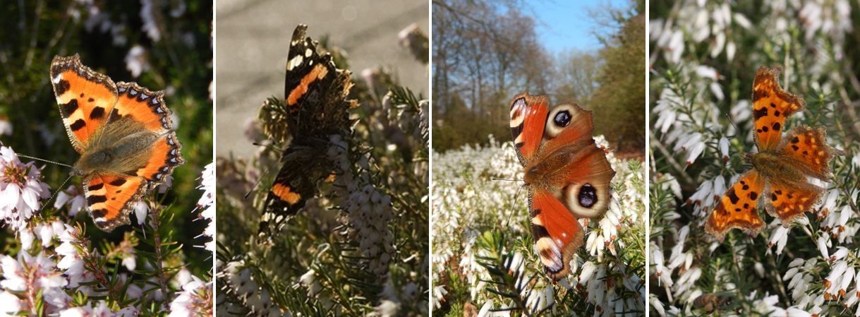 Vroege vlinders op winterheide, v.l.n.r: kleine vos, atalanta, dagpauwoog en gehakkelde aurelia (foto’s: Kars Veling)