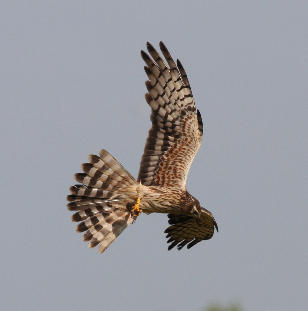 Vrouwtje Grauwe Kiekendief met een Veldmuis (foto: Theo van Kooten)