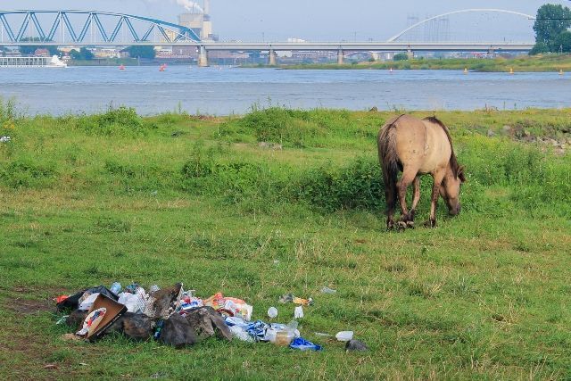 Konikpaard grazend naast achtergelaten afval (foto: FREE Nature)