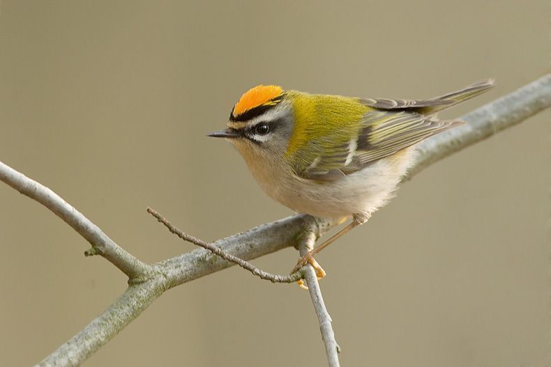 Vuurgoudhaan (foto: Harvey van Diek)