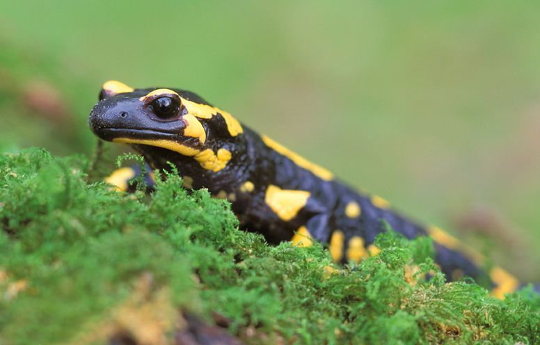 Intussen werden ook al enkele Vlaamse Vuursalamanders gecontroleerd op de aanwezigheid van Batrachochytrium salamandrivorans, gelukkig zonder resultaat. (foto: Norbert Huys)