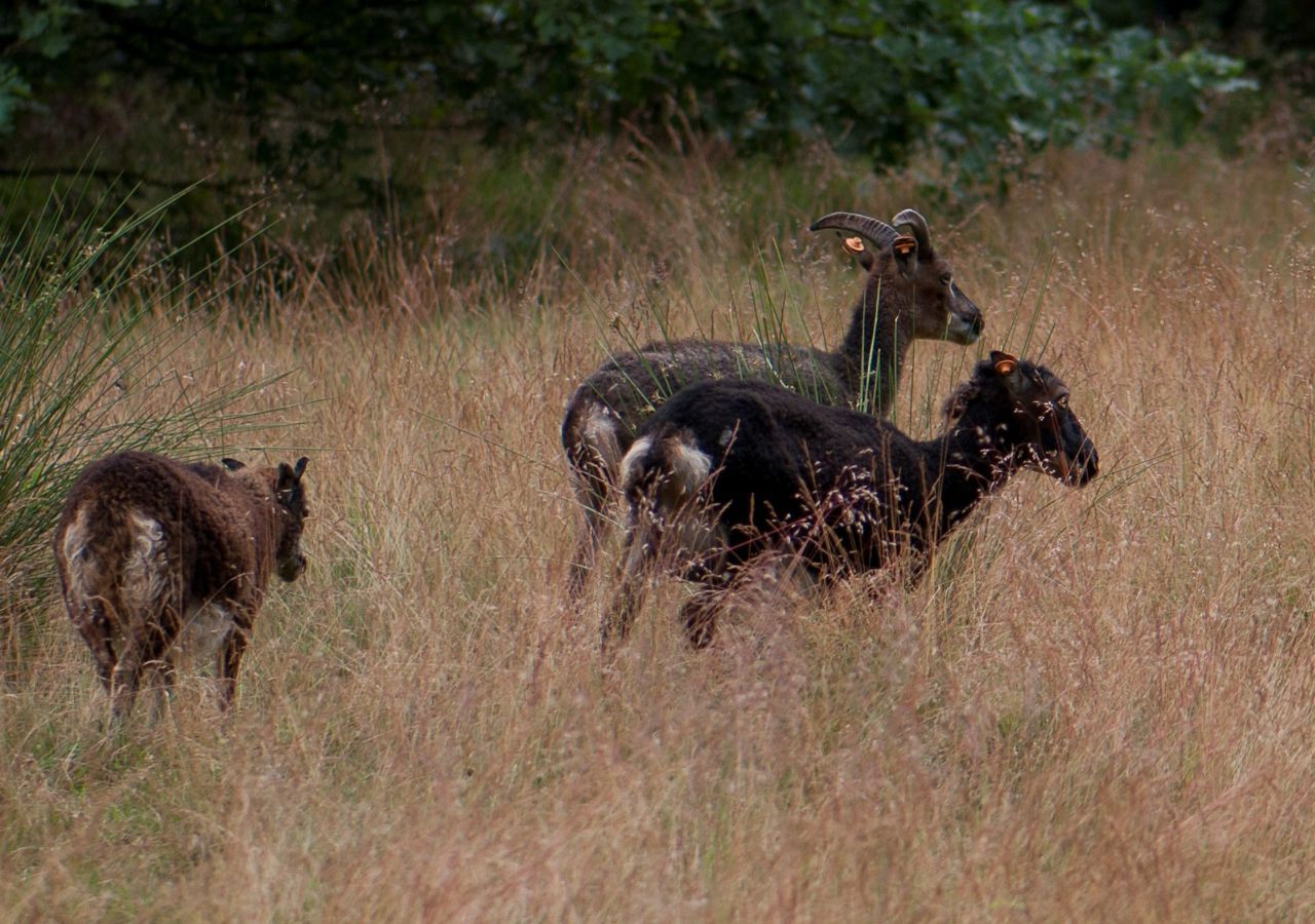 Zeven Schotse Soay-schapen zorgen ervoor dat één van de laatste heidrelicten in Waasmunster niet verbost of vergrast (foto: Pieter Van Dorsselaer)