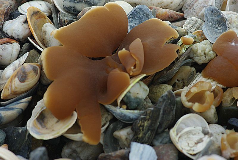 Wasgele bekerzwam (foto: Hans Adema)