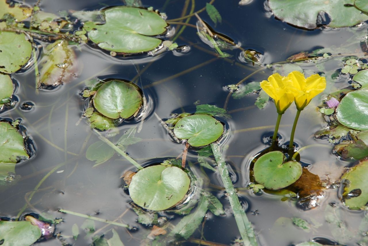 Bloemen van de Watergentiaan (foto: Wout van der Slikke)