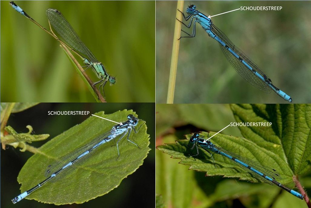 V.l.n.r. boven: lantaarntje en watersnuffel, onder: variabele en azuurwaterjuffer (foto’s: Kars Veling)