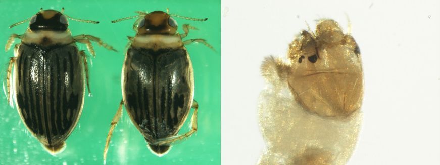 Links de waterkevers Hygrotus nigrolineatus en Hygrotus confluens en rechts de muggenlarf Glyptotendipes imbecillis (foto: AQUON)