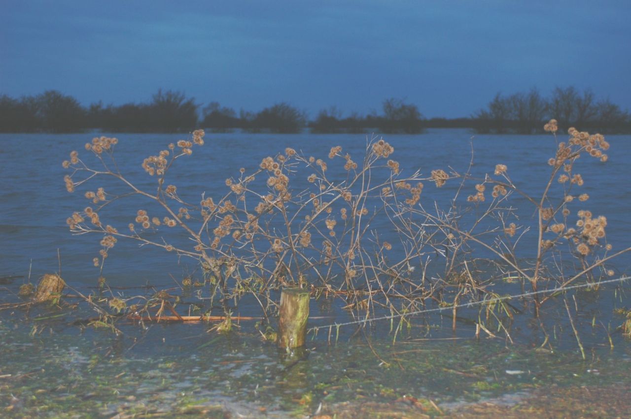 Temidden van de watermassa van de Nederrijn steken nog takken van de Klit boven water (foto: Wout van der Slikke)