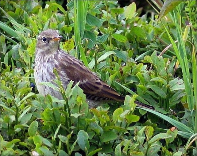 Waterpieper (foto: Scops)