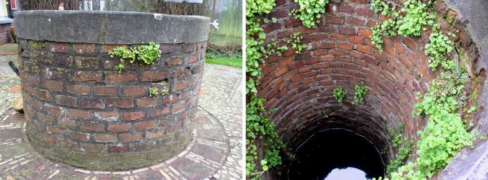 Waterput bij Winterswijk met Muurvaren en Muurleeuwenbek (foto: Stichting Berglinde)