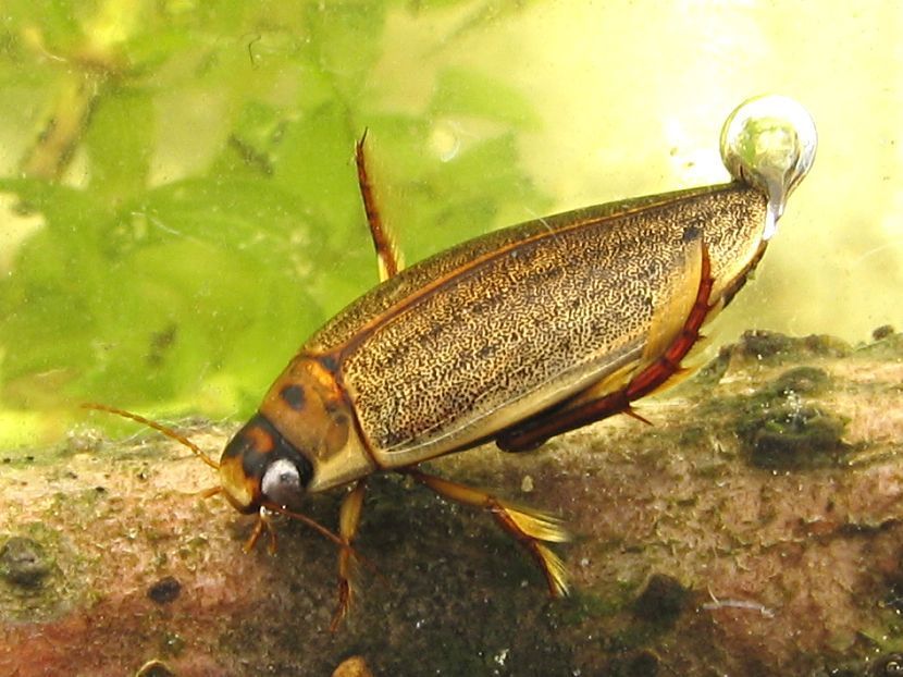 Dieren in de sloot kunnen te lijden hebben van pesticiden die op akkers worden gebruikt (foto: Bram Koese)