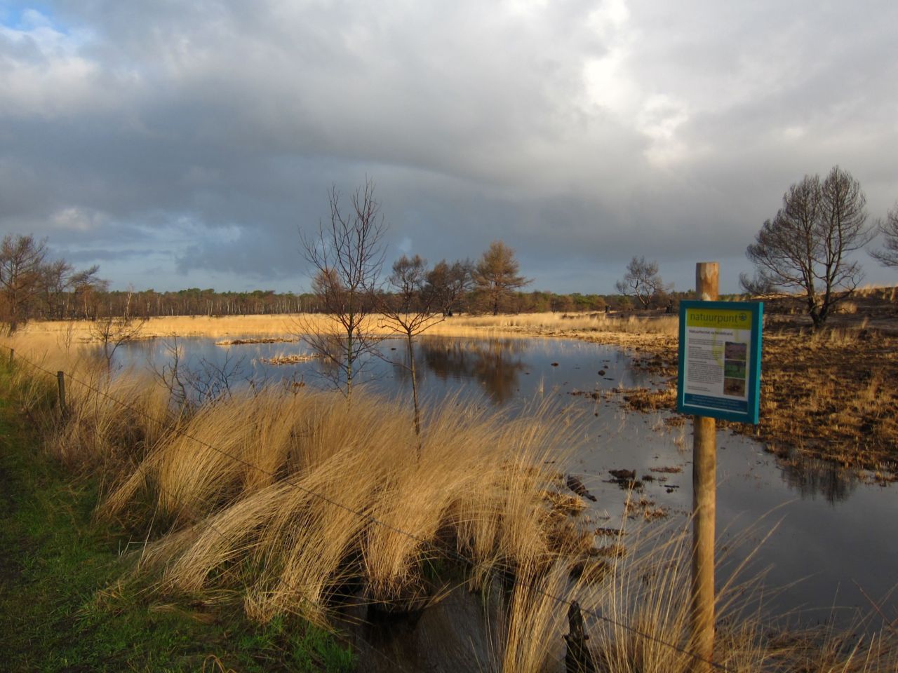 De meest soortenrijke habitats betroffen voedselarme, eerder zure wateren en verlandingsvegetaties aan de rand van deze vennen, zoals het Stappersven in Kalmthout. (foto: Kevin Lambeets)