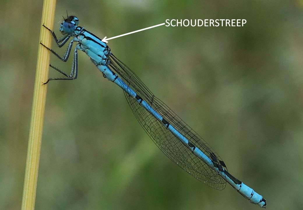 Bij de watersnuffel is de blauwe schouderstreep breder dan het zwart eronder (foto: Kars Veling)