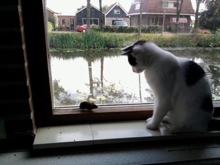 Kat en muis bij raam (foto: A van den Hof)