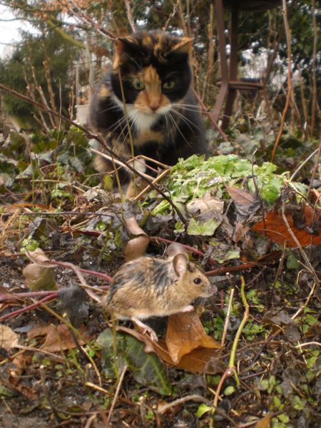 Kat en muis in tuin (foto: Robbert Lette)