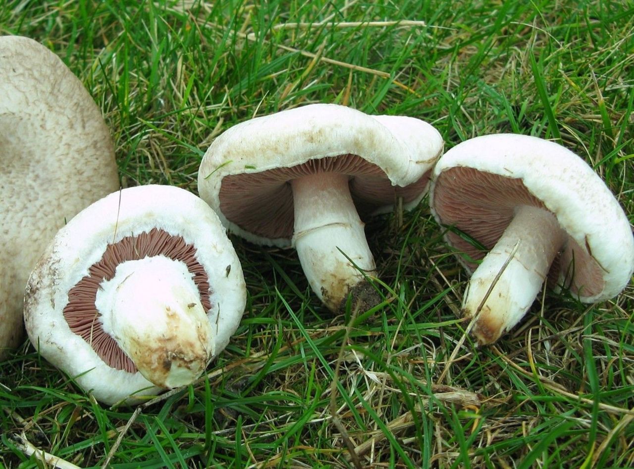 Weidechampignons aan de voet van kleidijk (foto: Martijn Oud)