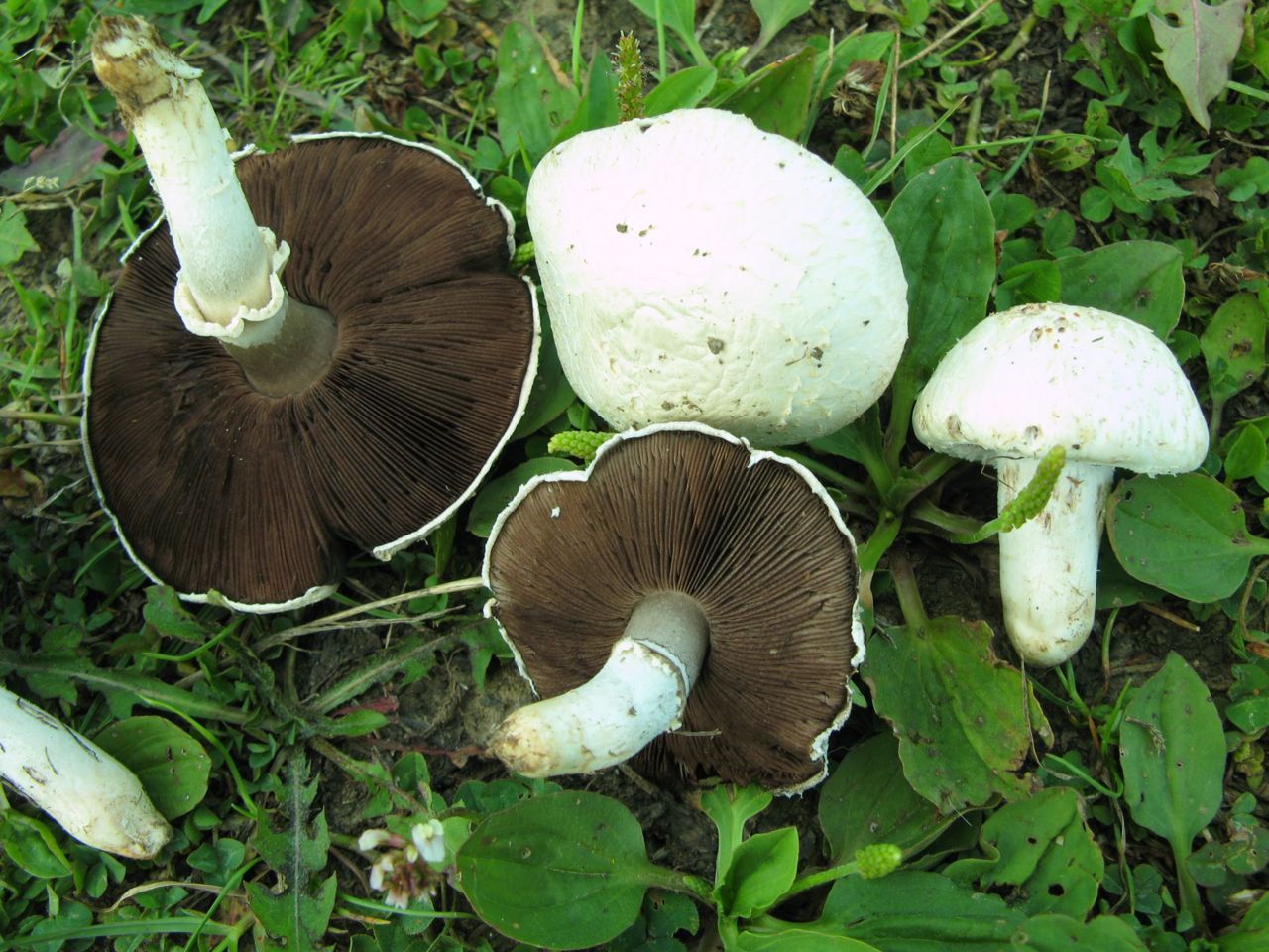 Weidechampignons Sint-Pietersberg (foto: Martijn Oud)