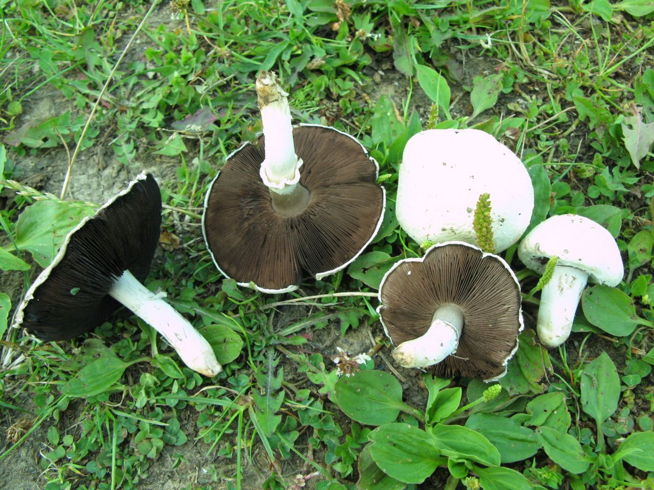 Weidechampignons Sint-Pietersberg (foto: Martijn Oud)