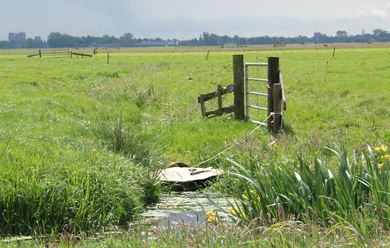 Weiland (foto: Joachim van der Valk)