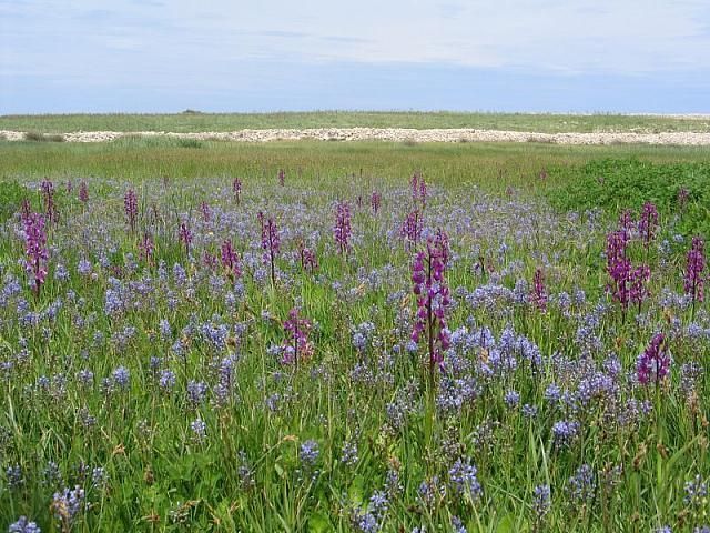 Op kleine schaal zijn Europese graslanden vaak recordhouders op vlak van plantenrijkdom, zoals dit weiland in Kroatië (foto: Jasenka Topic, Saxifraga)