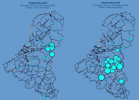 Trek wespendief over Nederland en Belgie op 25 en 26 augustus 2013 (kaartjes: Gerard Troost)