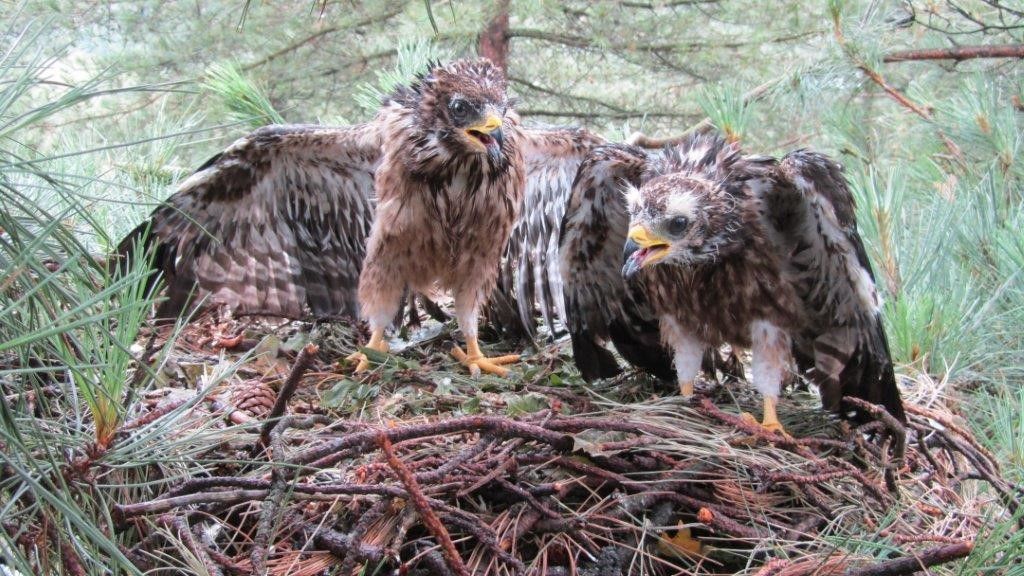 Wespendieven hebben een langere, rondere staart dan Buizerds en hun kop is kleiner en slanker. (foto: Herman Berghmans)