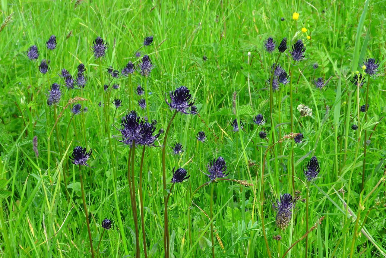 Zwartblauwe rapunzel in een Drents hooiland (foto: Wieger Poelstra)
