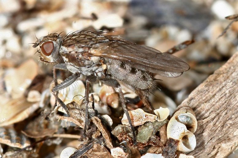 De wiervlieg Fucellia maritima (foto: Joke van Erkelens)