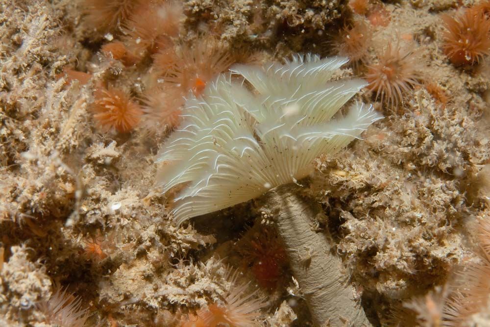 Waaierkokerworm Bispira volutacornis (foto: Wijnand Vlierhuis)