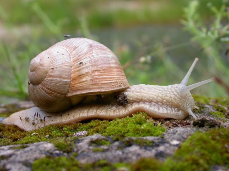 Ook deze Wijngaardslak maakt van de liefdesdaad een waar riddertoernooi. (foto: Mark Zekhuis, Saxifraga)