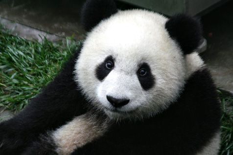 Mogen we de Reuzenpanda laten uitsterven als blijkt dat hij niet genoeg nut heeft voor de mens? (foto: Wikipedia)