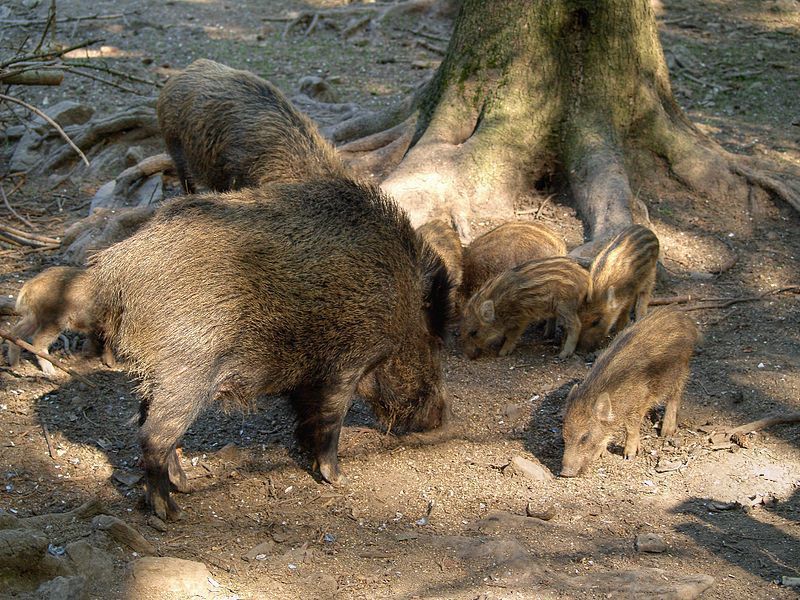 Wilde zwijnen met jongen (foto: Jörg Hempel)